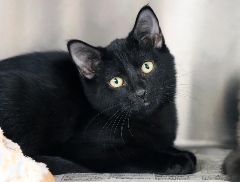 A baby medium-sized male Black Domestic Medium Hair cat named Sunfyre for adoption in Kansas City, KS