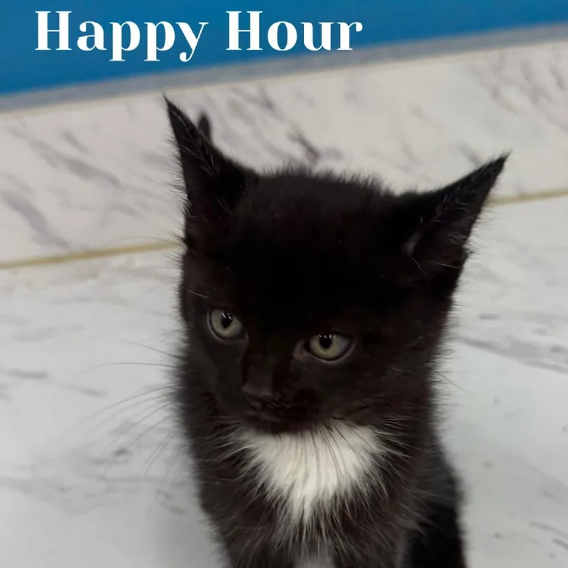 A baby small-sized male Black Domestic Short Hair cat named Happy Hour for adoption in Washington, PA