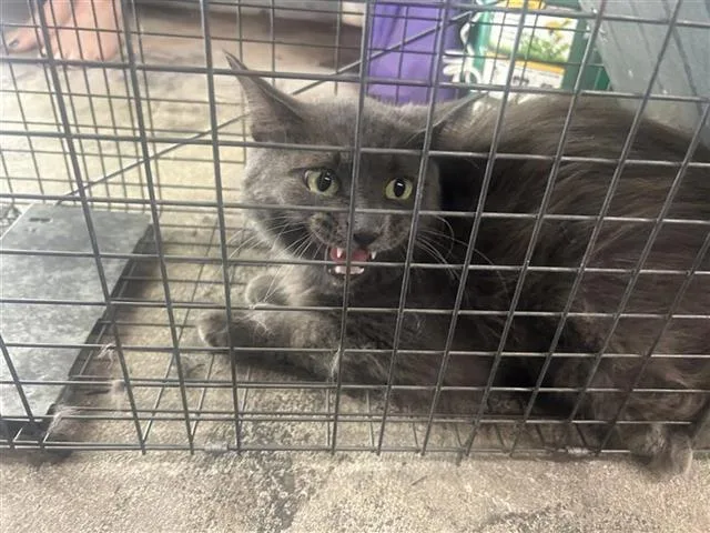 A young large-sized male Domestic Long Hair cat named A for adoption in Houston, TX