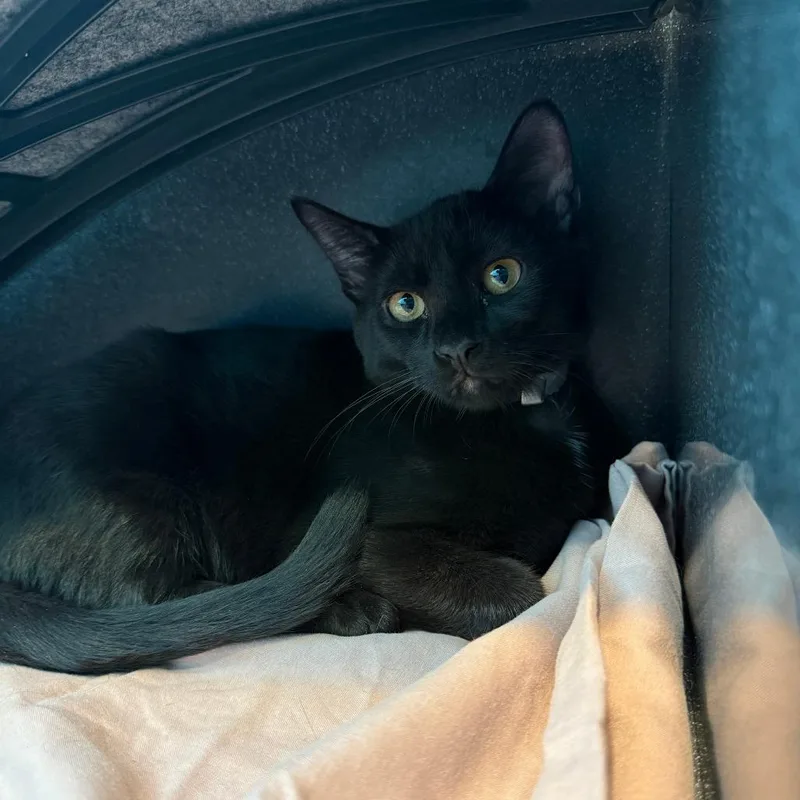 A baby medium-sized male Black Domestic Short Hair cat named Pele for adoption in Hawthorne, CA