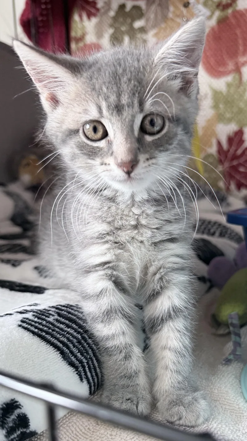 A baby small-sized female Gray / Blue / Silver Silver cat named Princess for adoption in Long Beach, NY