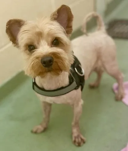 An adult small-sized male Yorkshire Terrier dog named Max for adoption in Cincinnati, OH