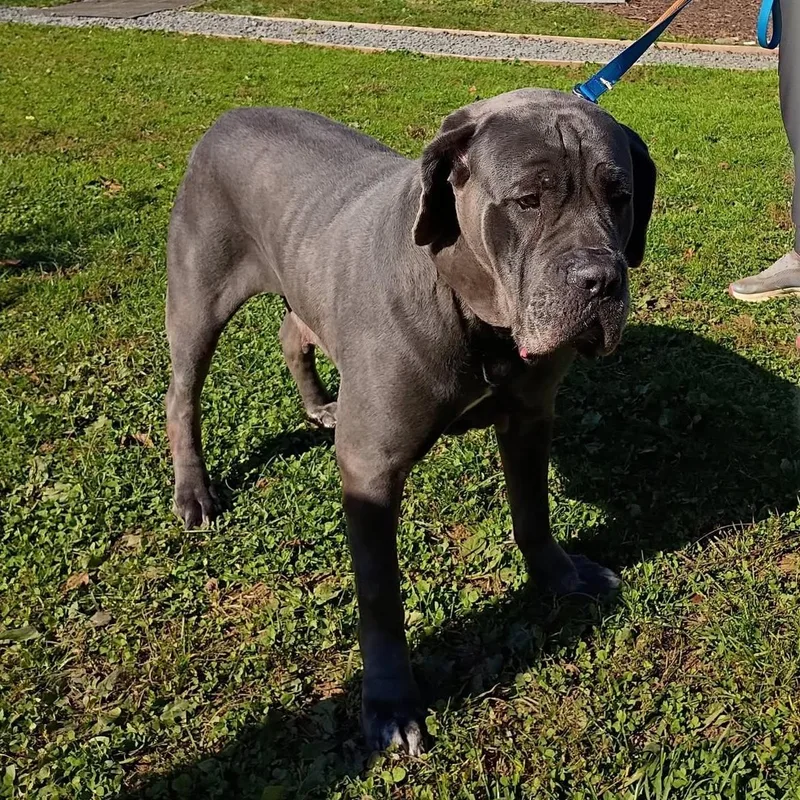 An adult extra large-sized female Gray / Blue / Silver Cane Corso dog named Ashley for adoption in Phoenixville, PA