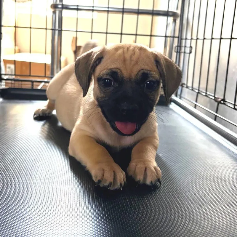 A baby medium-sized female Dachshund dog named Pug mix puppies for adoption in Danbury, CT
