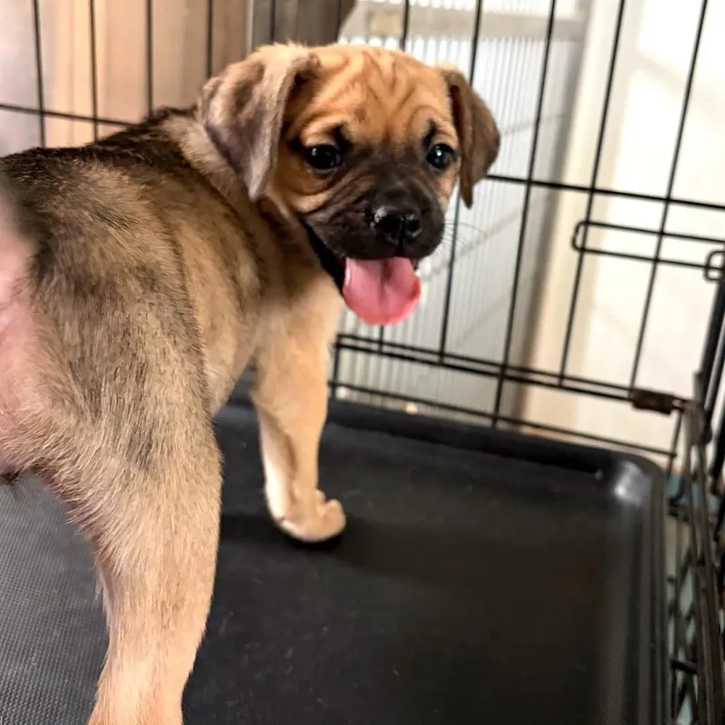 Pug mix puppies thumbnail 2