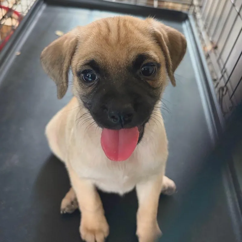 Pug mix puppies thumbnail 3
