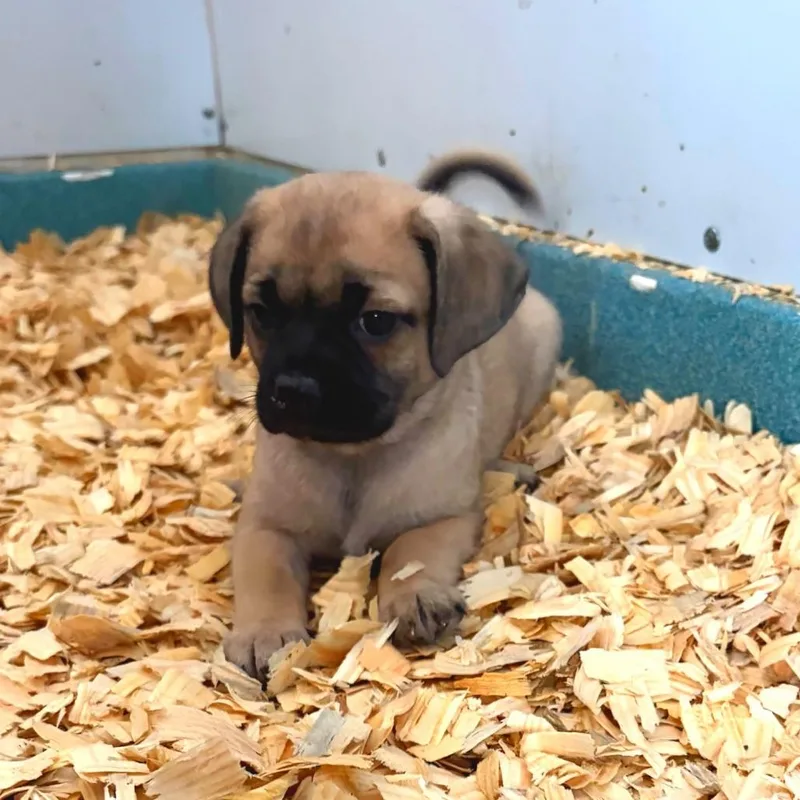 Pug mix puppies thumbnail 4
