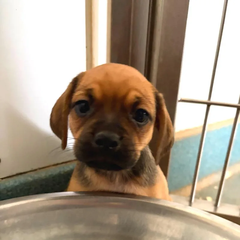 Pug mix puppies thumbnail 5