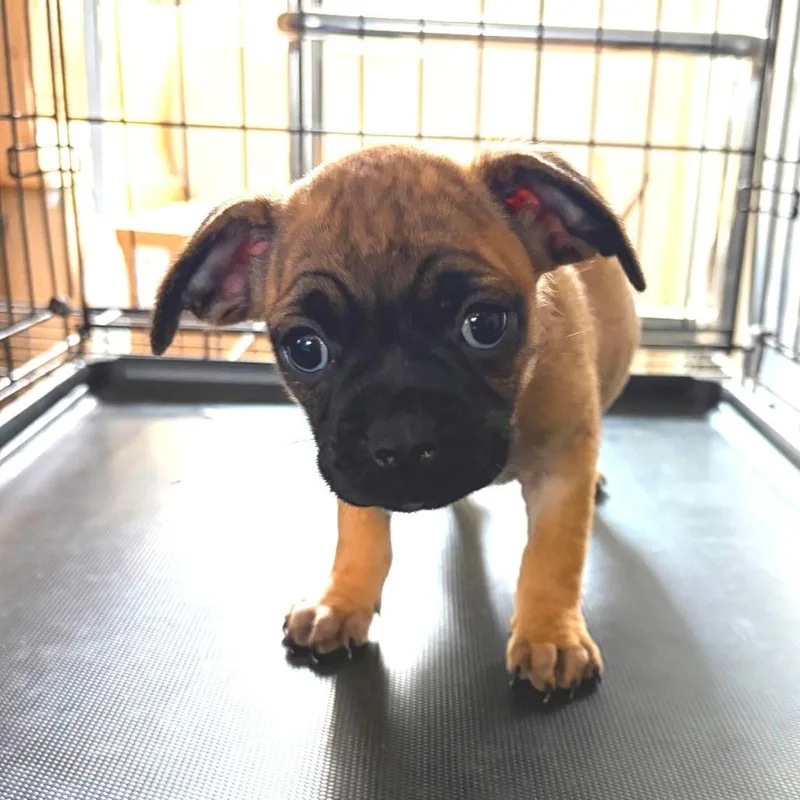 Pug mix puppies thumbnail 6