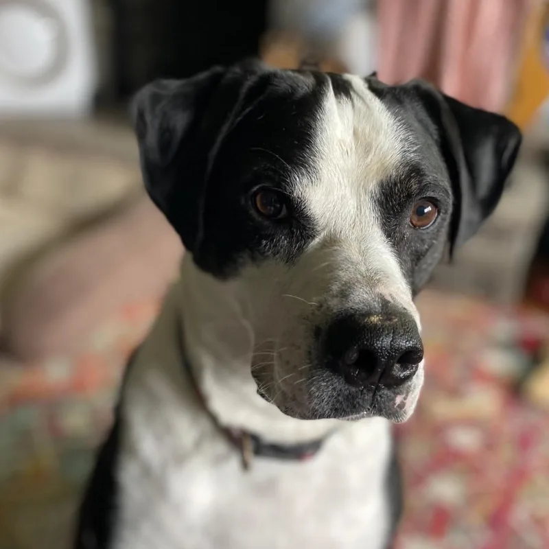 An adult medium-sized male Black Boxer dog named Humphrey for adoption in West Milford, NJ