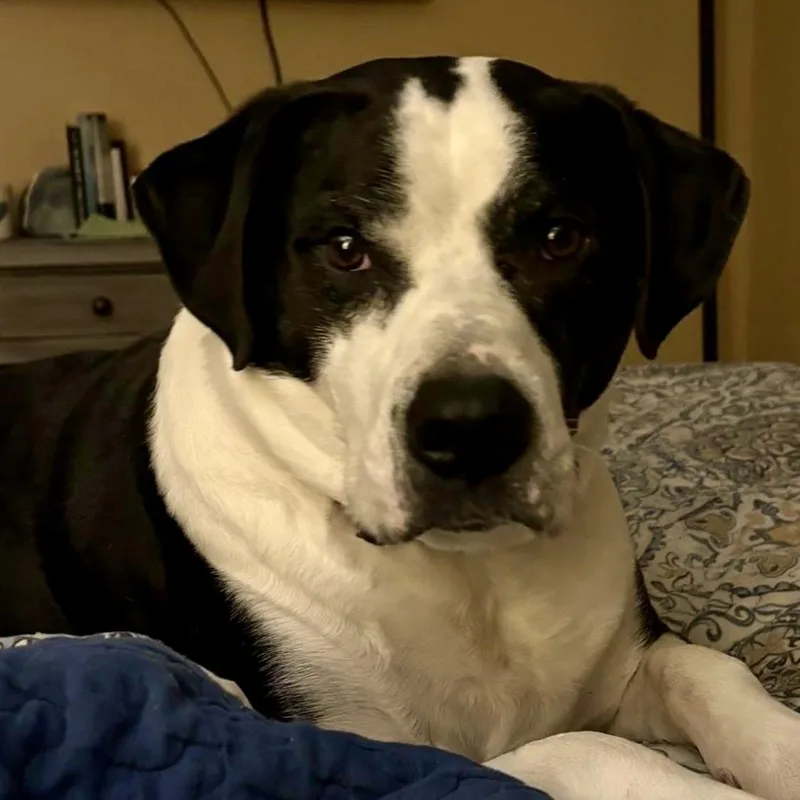 Humphrey thumbnail 5