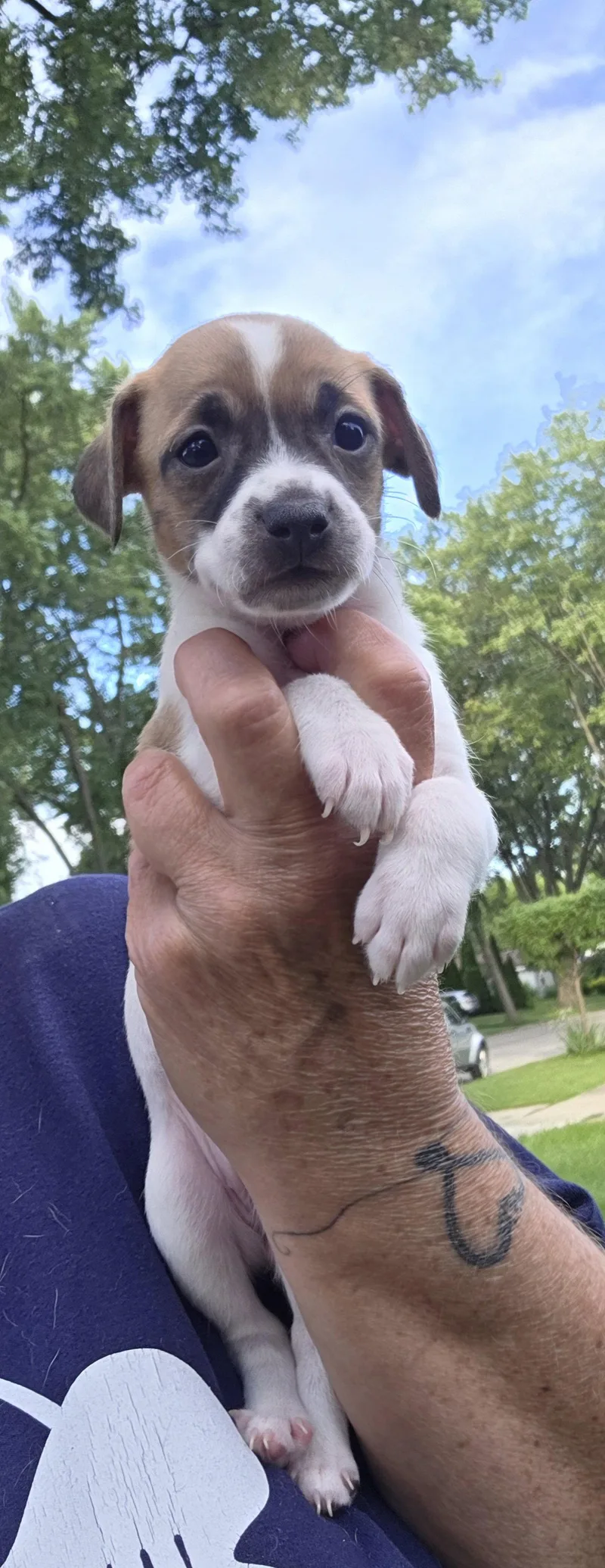 A baby small-sized female Rat Terrier dog named Bali for adoption in Elgin, IL