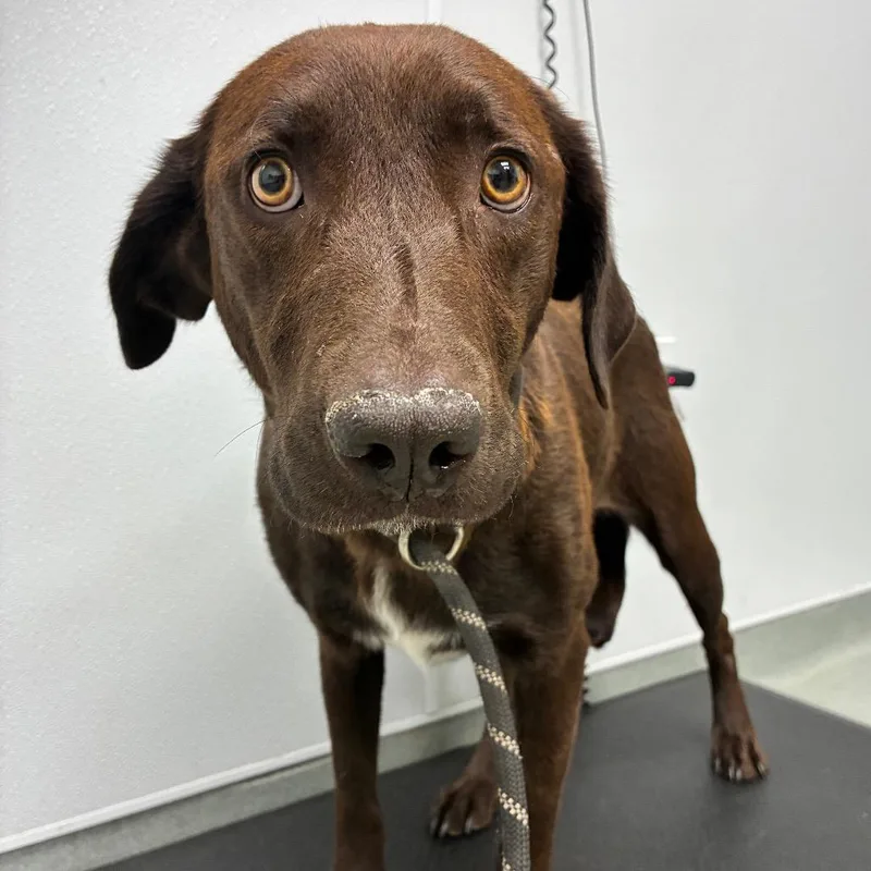 An adult medium-sized female Brown / Chocolate Chocolate Labrador Retriever dog named Georgia for adoption in Abilene, TX