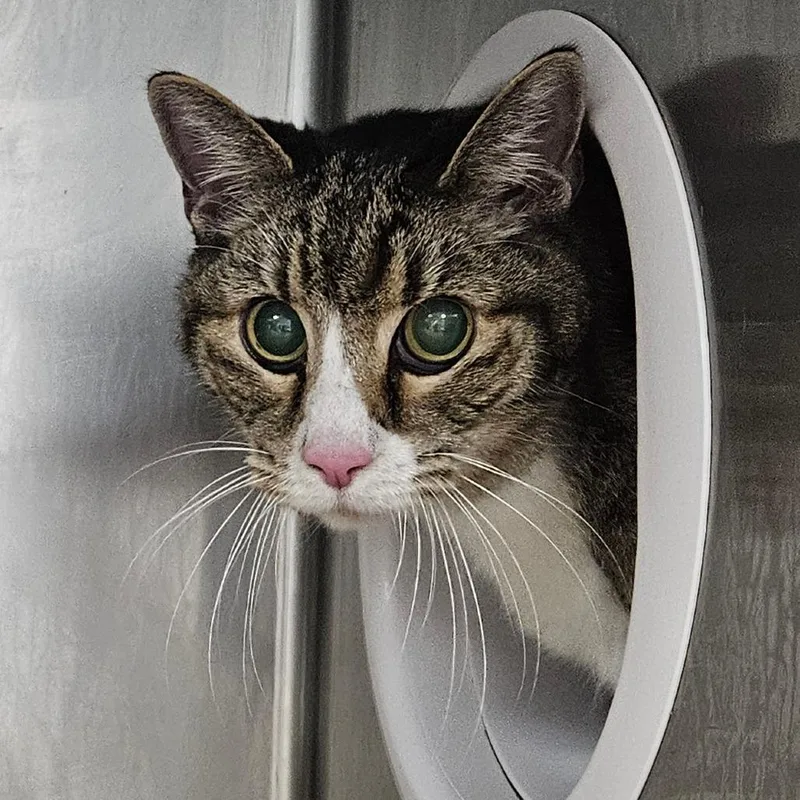 A senior medium-sized male Brown / Chocolate Domestic Short Hair cat named Lucky for adoption in Greenville, SC