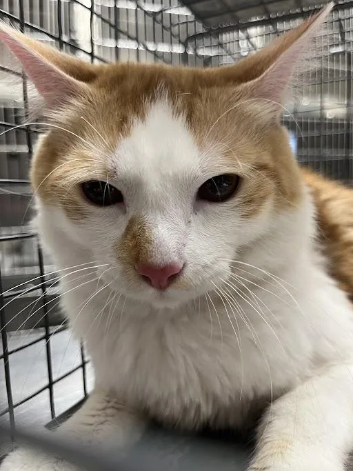 An adult large-sized male Domestic Long Hair cat named Archipelago for adoption in Las Vegas, NV