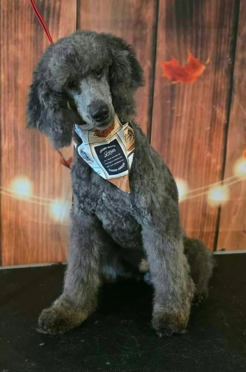 A young medium-sized male Standard Poodle dog named Sterling for adoption in Westwood, NJ