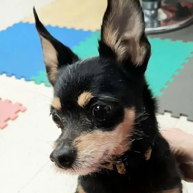 Charlie Boy