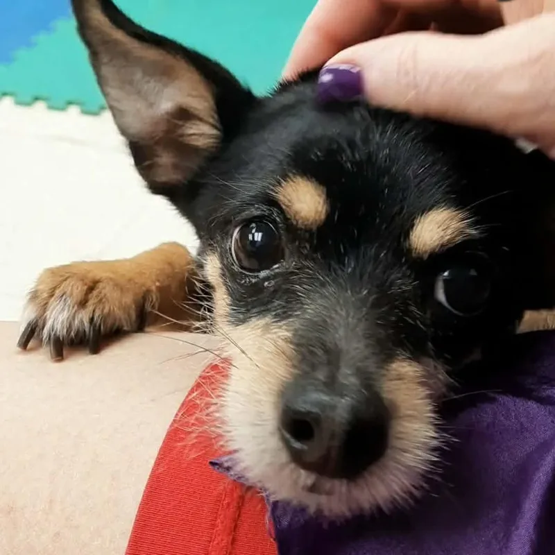 Charlie Boy thumbnail 2
