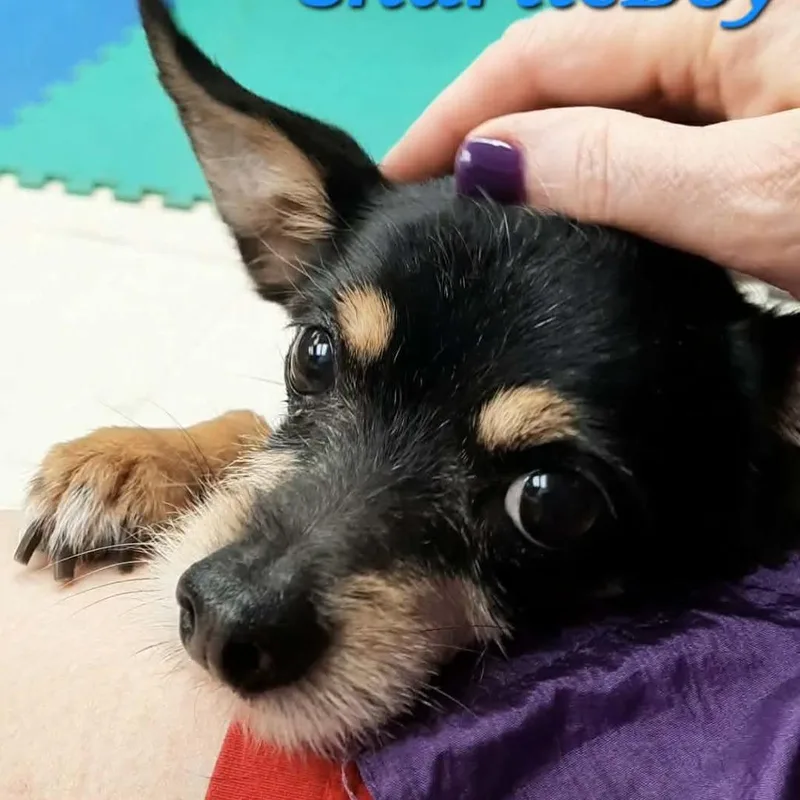 Charlie Boy thumbnail 4