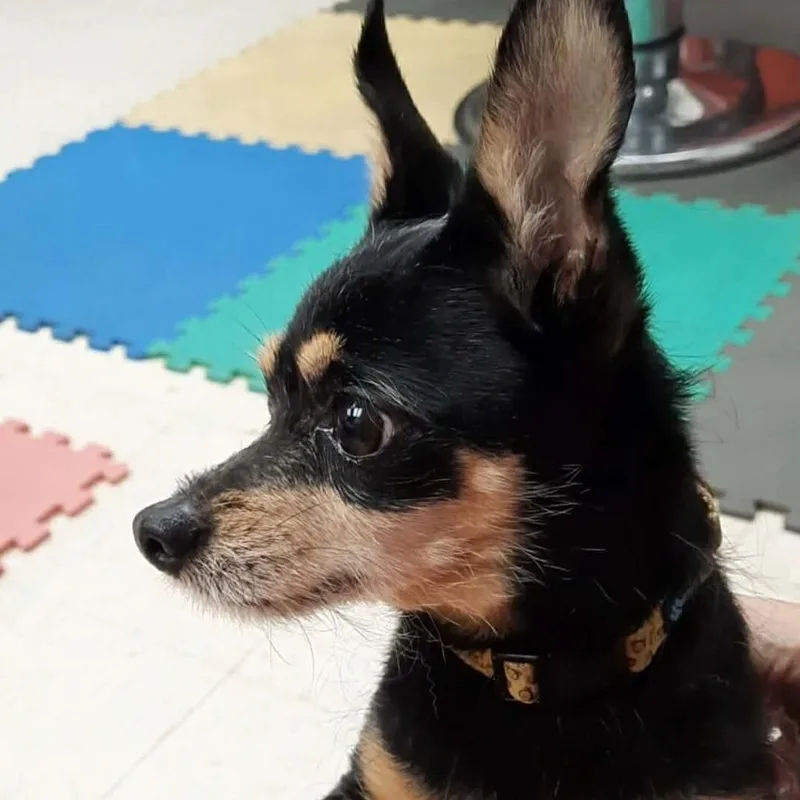 Charlie Boy thumbnail 5