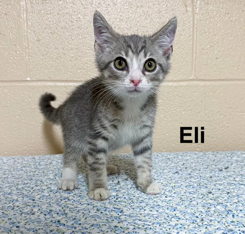 A baby small-sized male Domestic Short Hair cat named Eli for adoption in Clearfield, KY