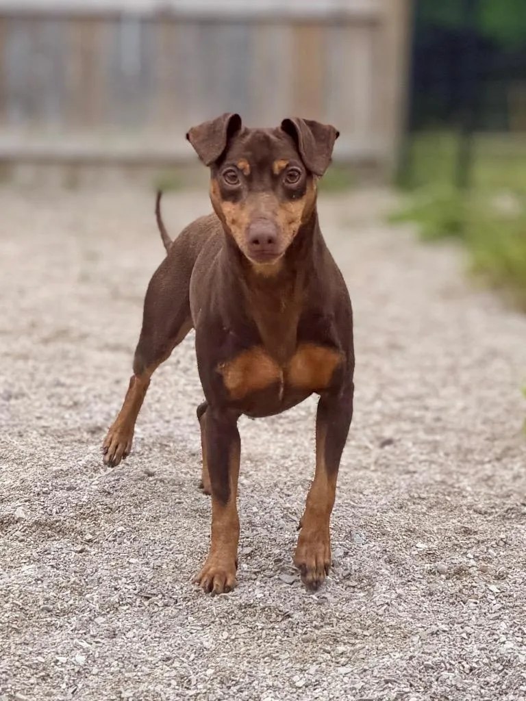 A young medium-sized male Miniature Pinscher dog named Chewbacca for adoption in Muskegon, MI