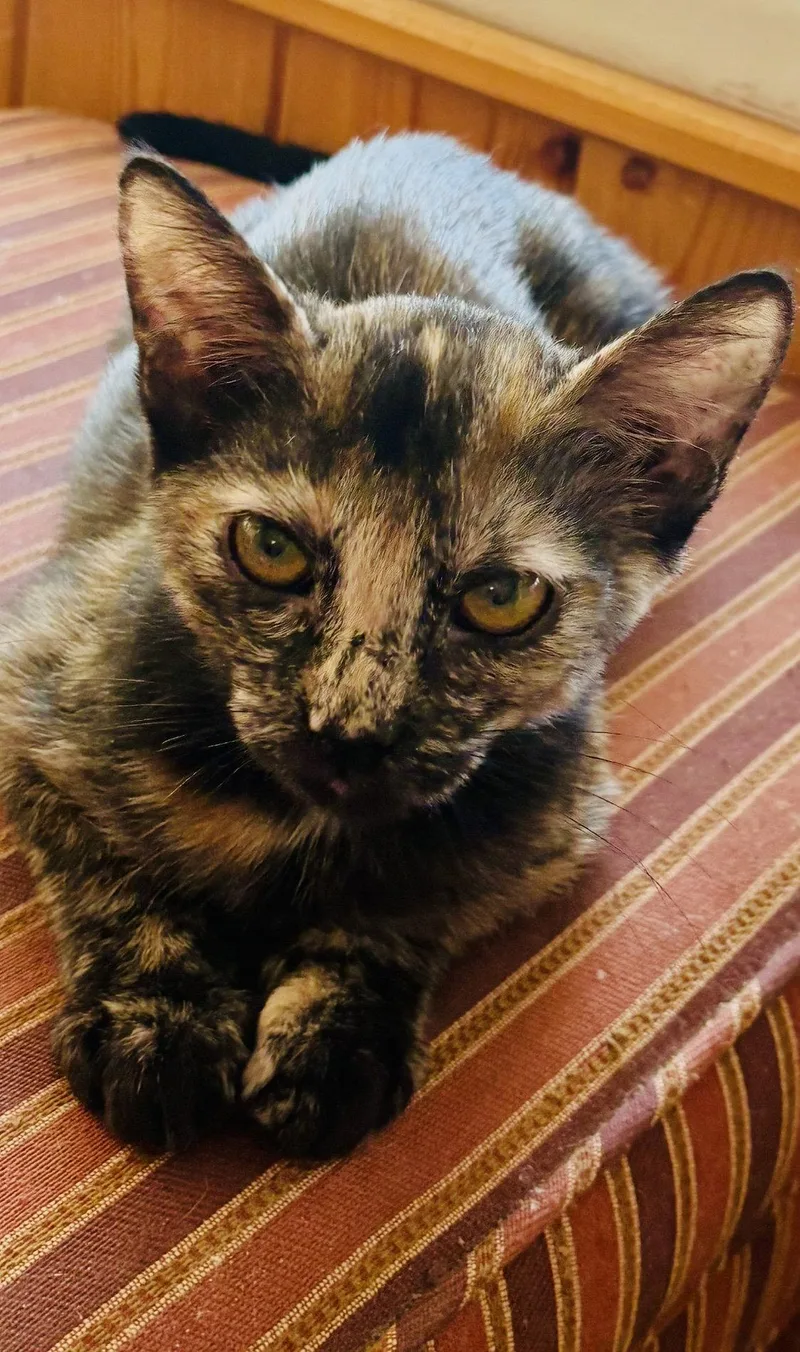 A baby small-sized female Tortoiseshell cat named Stormie for adoption in Phoenix, AZ