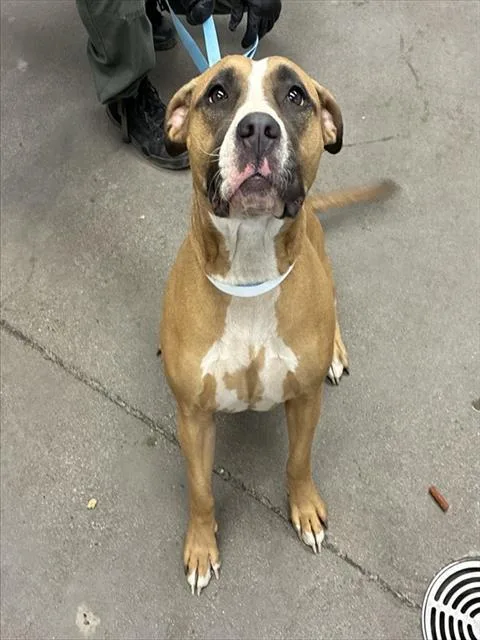 An adult large-sized female Pit Bull Terrier dog named Alice for adoption in Mesa, AZ