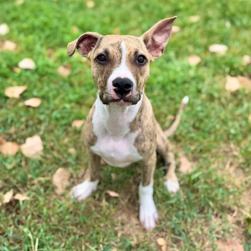 A baby medium-sized female Yellow / Tan / Blond / Fawn Pit Bull Terrier dog named Minnie Mouse for adoption in Wichita, KS