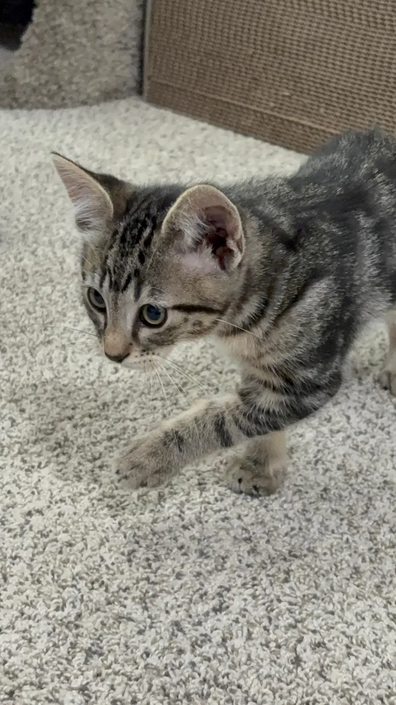 A baby small-sized male Domestic Short Hair cat named Apollo for adoption in Hurricane, UT