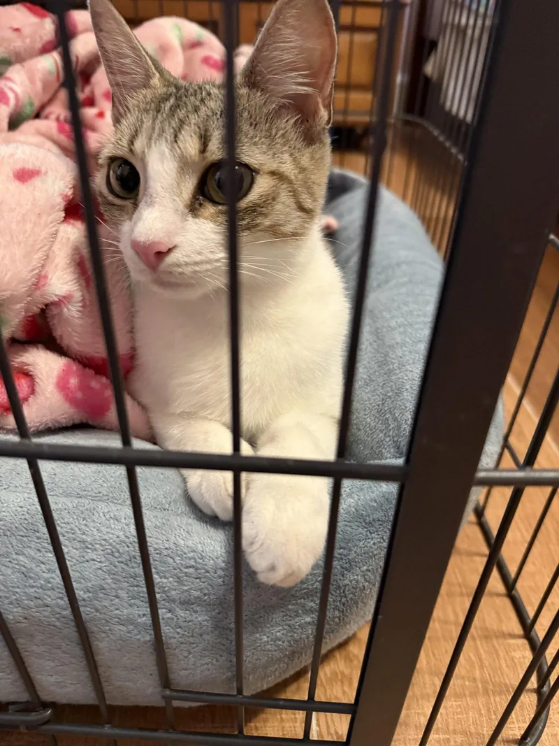 A young medium-sized female Domestic Short Hair cat named Shaylene for adoption in Oviedo, FL