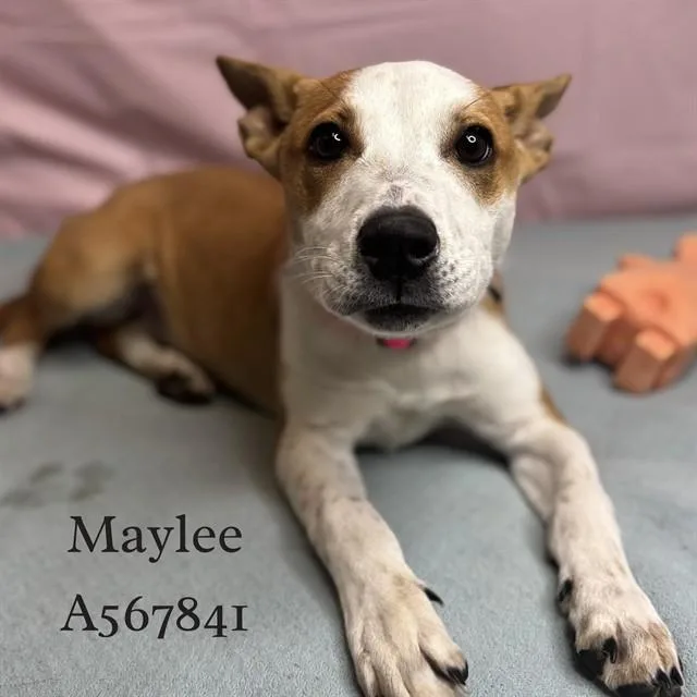Maylee