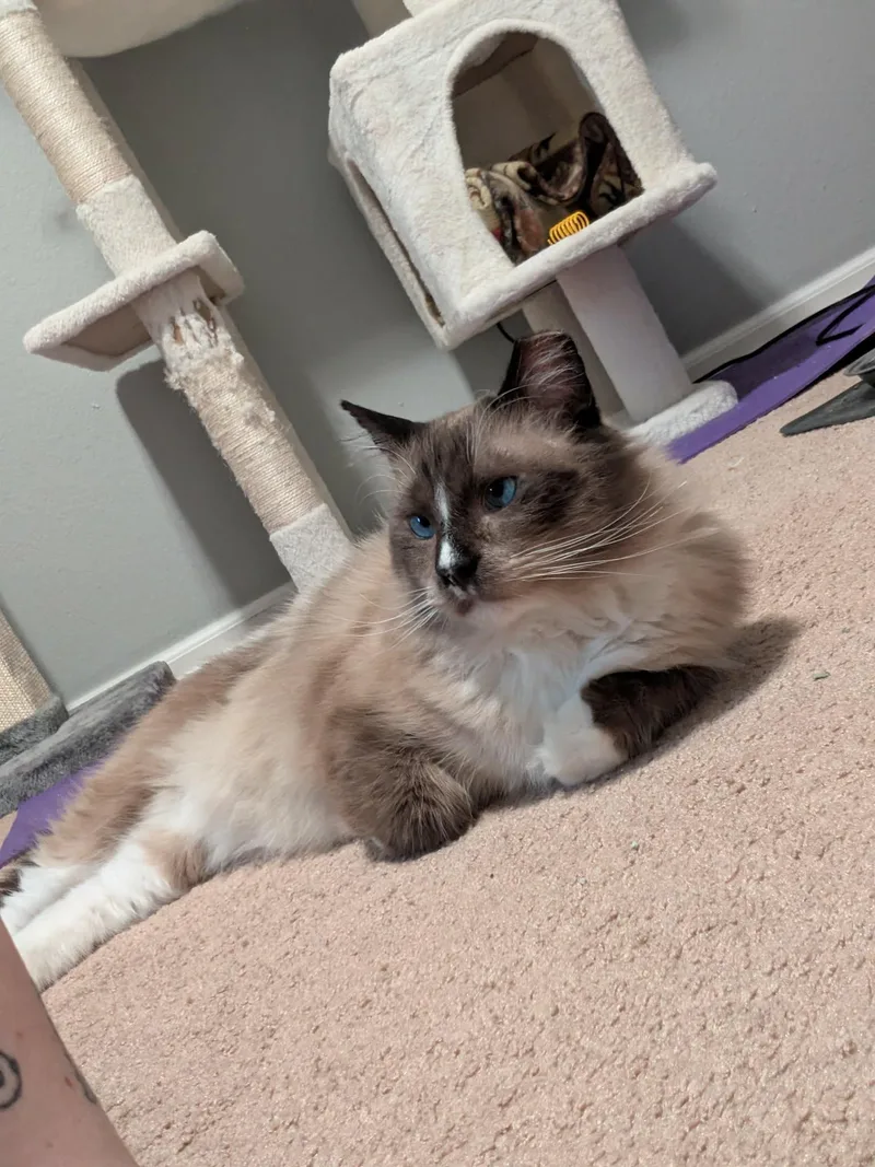 Teddy