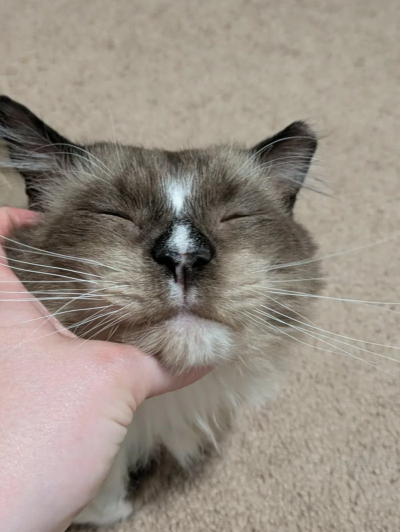 Teddy thumbnail 3