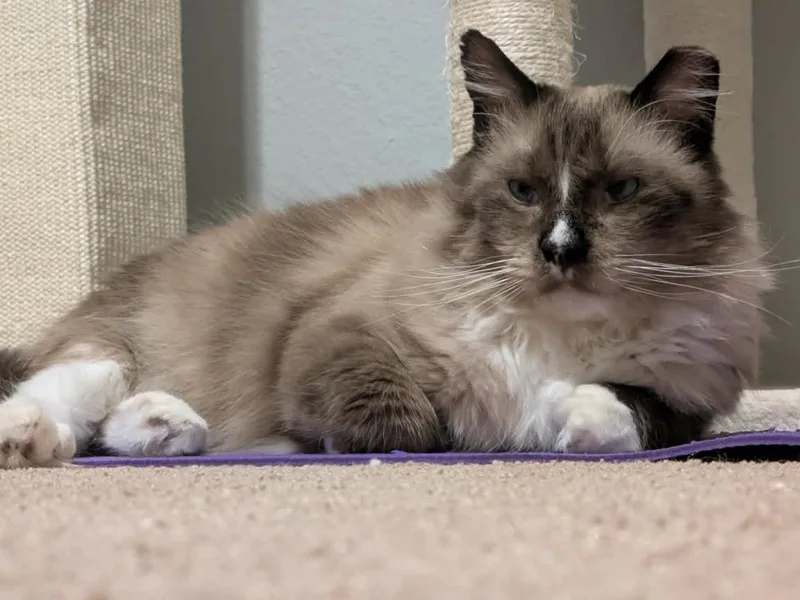 Teddy thumbnail 5