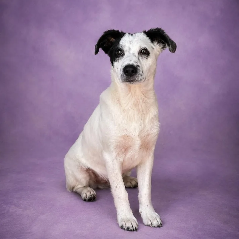 A baby medium-sized female White / Cream Terrier dog named Penelope for adoption in Heber Springs, AR