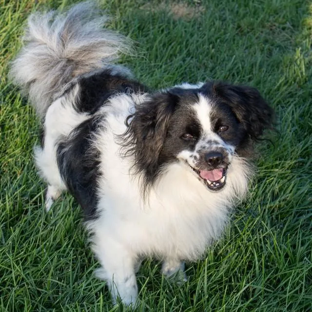 An adult small-sized male Border Collie dog named Oreo for adoption in St. Louis, MO