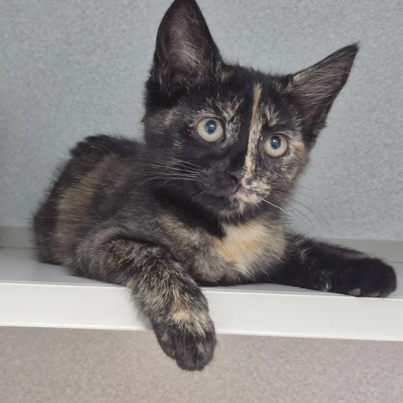 A baby small-sized female Black Domestic Short Hair cat named Angelica for adoption in Newark, NJ