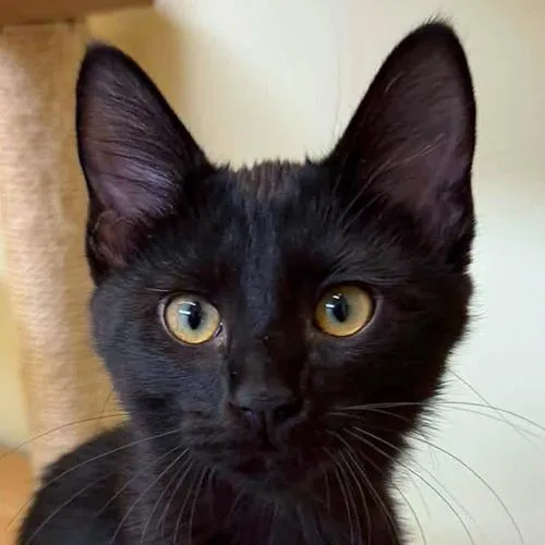 A baby medium-sized female Black Domestic Short Hair cat named Lana for adoption in Crystal Lake, IL