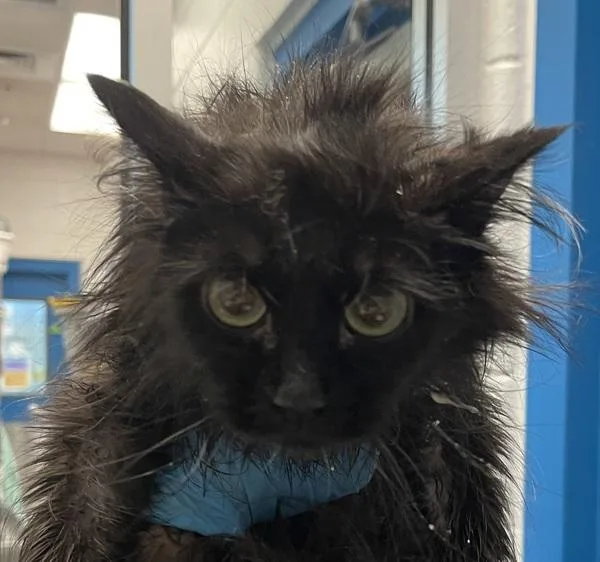 An adult small-sized female Domestic Medium Hair cat named Salem for adoption in Golden, CO