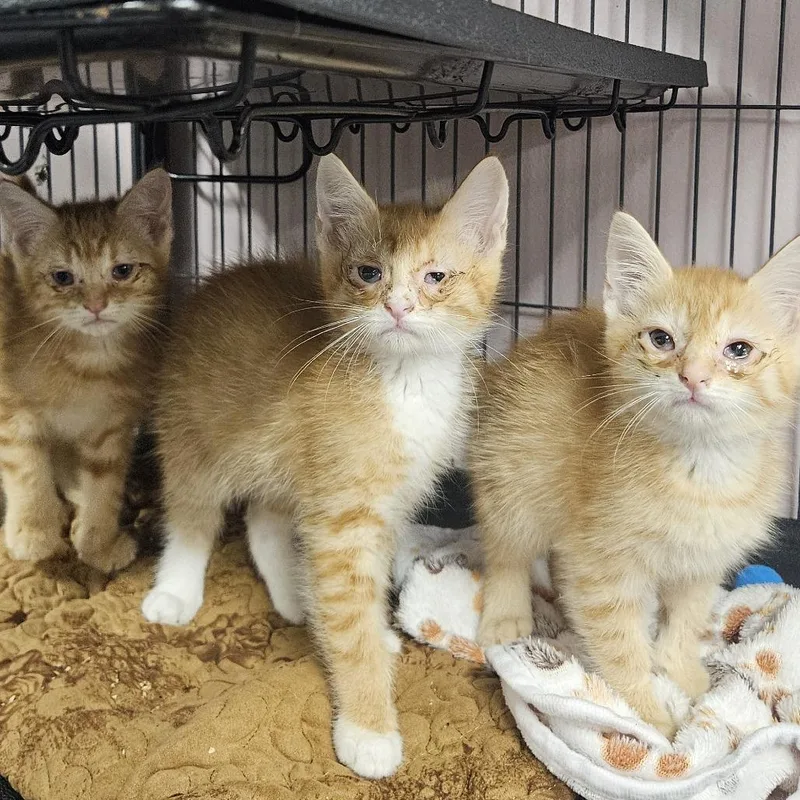 A baby small-sized male Domestic Short Hair cat named Crab Fest for adoption in Binghamton, NY