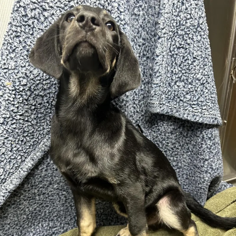 A baby medium-sized male Black Hound dog named Willard for adoption in Rocky Mount, VA