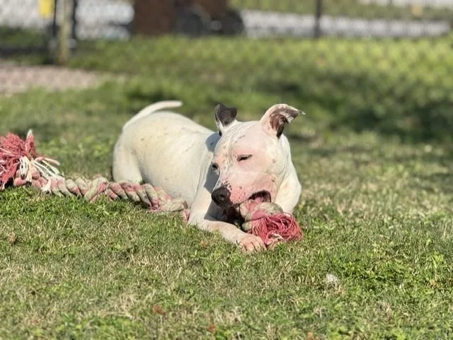 A young medium-sized female Pit Bull Terrier dog named Hope for adoption in Lynn Haven, FL