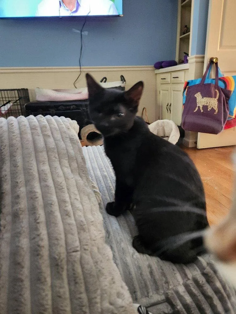 A baby medium-sized male Black Domestic Short Hair cat named Blaze for adoption in O'Fallon, MO
