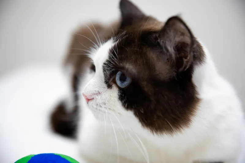 An adult large-sized male Brown / Chocolate Snowshoe cat named Puzzle for adoption in Montclair, NJ