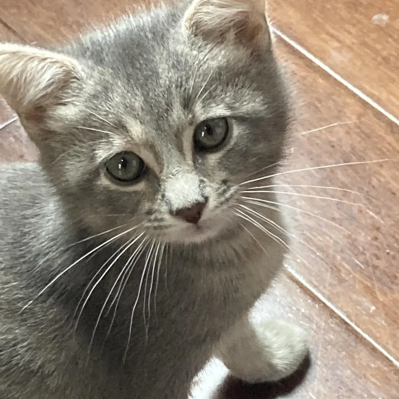 A baby small-sized female Gray / Blue / Silver Domestic Short Hair cat named Rachel for adoption in Franklin, TN