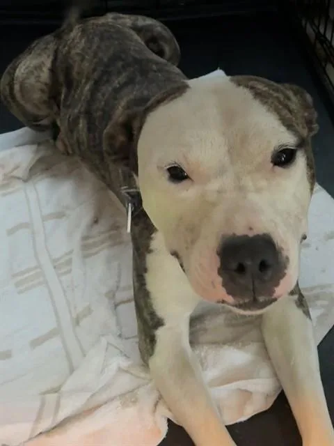 A young medium-sized female Pit Bull Terrier dog named Toya for adoption in Upper Marlboro, MD