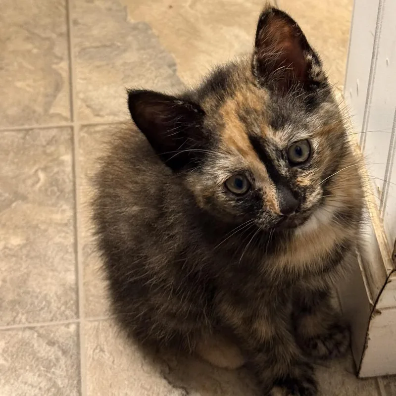 A baby small-sized female Calico Domestic Short Hair cat named Nova for adoption in Wappingers Falls, NY