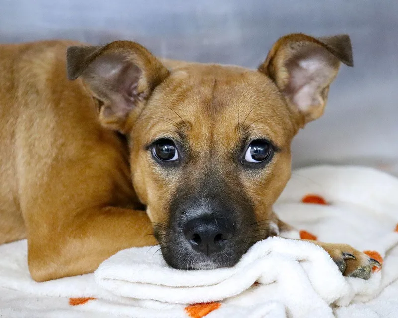 A young medium-sized female Brown / Chocolate Terrier dog named Minnie for adoption in Kansas City, KS