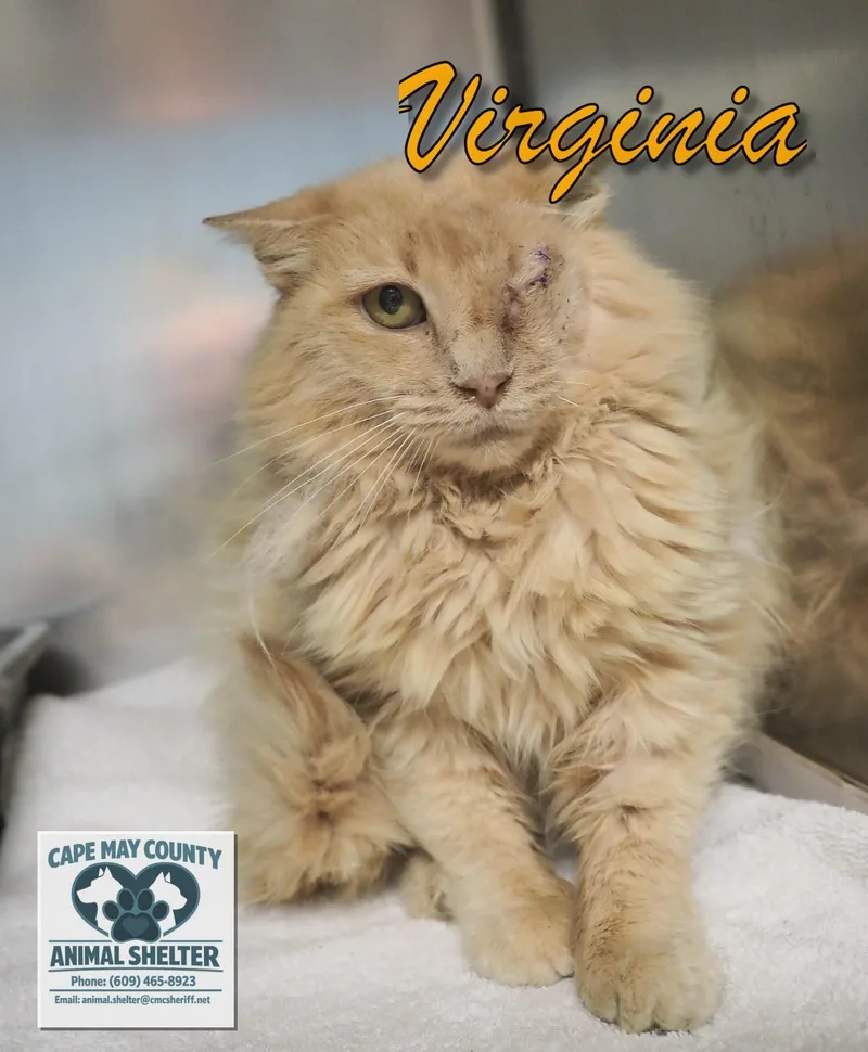 A senior medium-sized female Buff / Tan / Fawn Domestic Medium Hair cat named Virginia for adoption in Cape May Court House, NJ